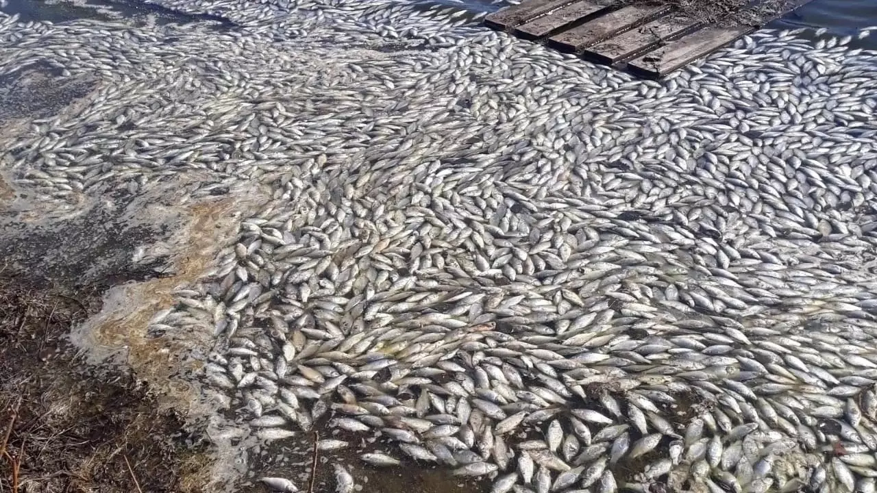 Рыба погибла на Шиловском пруду в Свердловской области
