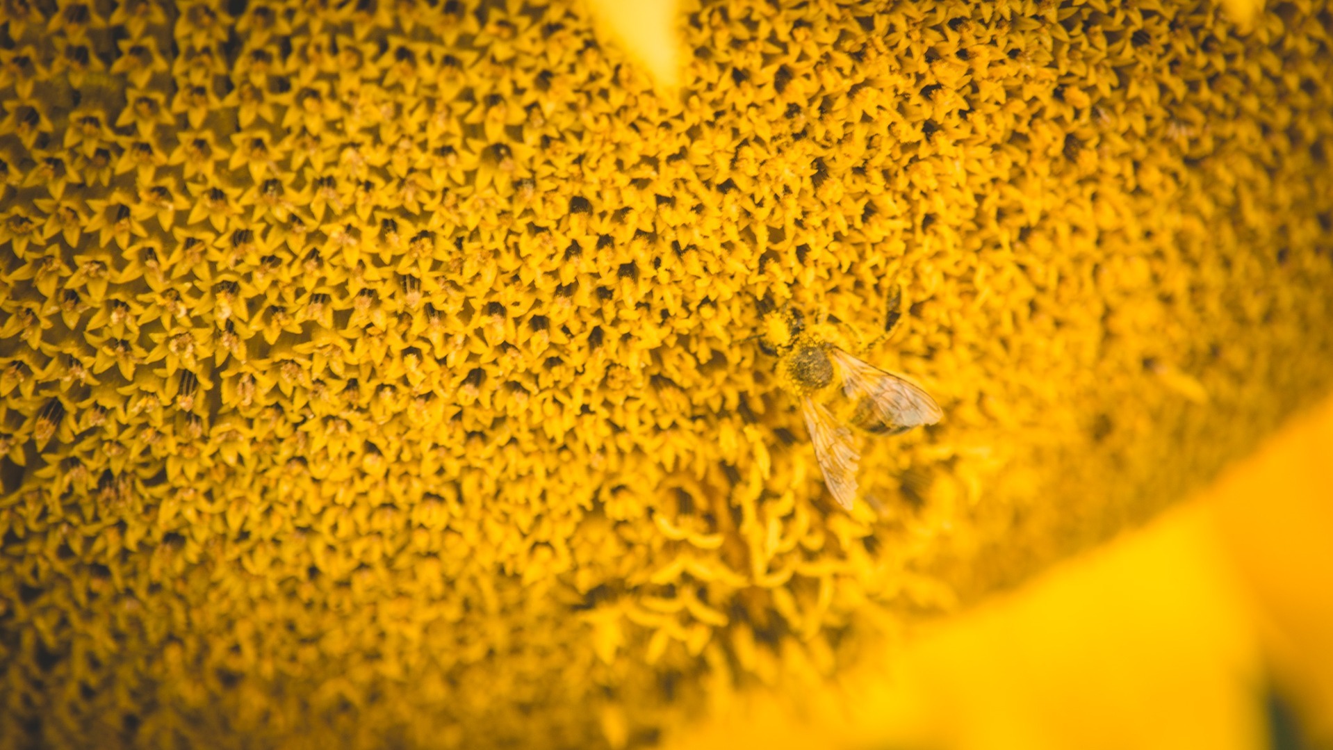 Массовая гибель пчел произошла в Свердловской области