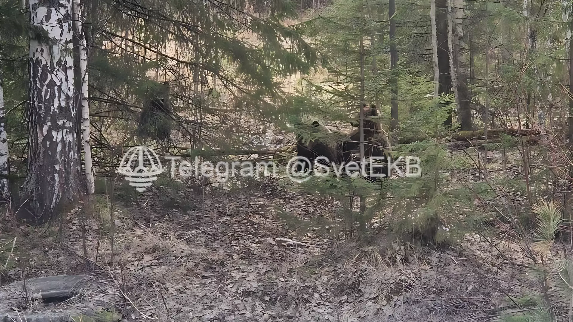 Три медведя вышли к дороге у деревни в Верхотурье Свердловской области