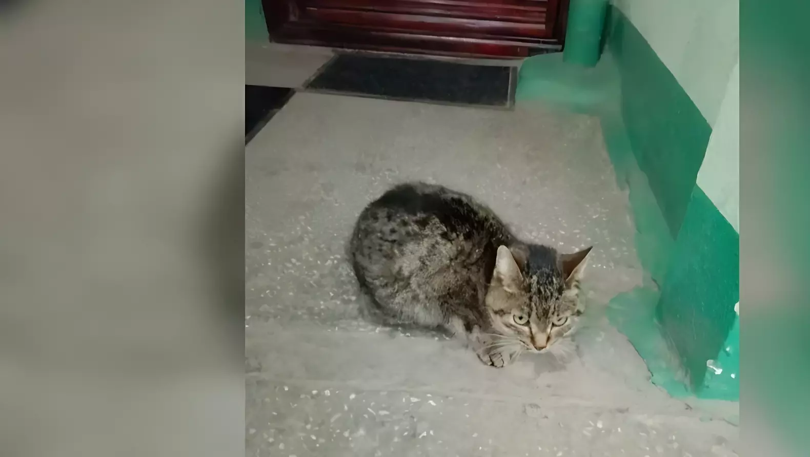 Найденная кошка в подъезде дома на улице Сыромолотова