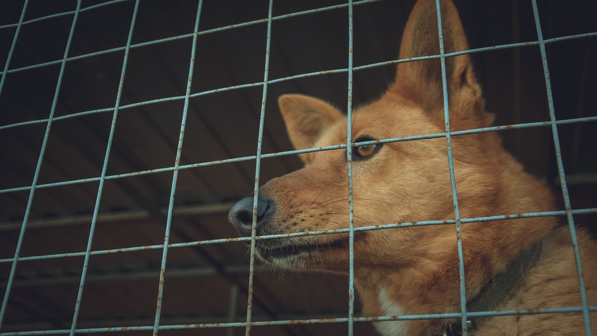 В уральском приюте для животных нашли трупы собак и антисанитарию