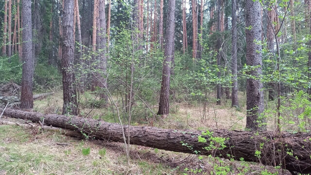 Мужчина потерялся на болоте в лесу в Березовском районе