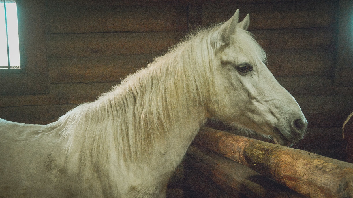 Решили продать на мясо: породистая лошадь спасена в Екатеринбурге