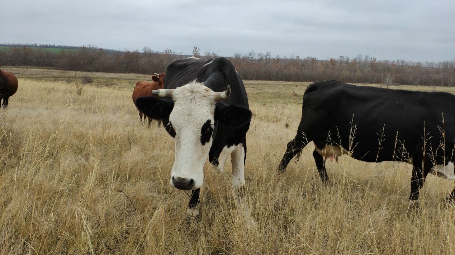 Болезнь коров стала причиной карантина в деревне Свердловской области