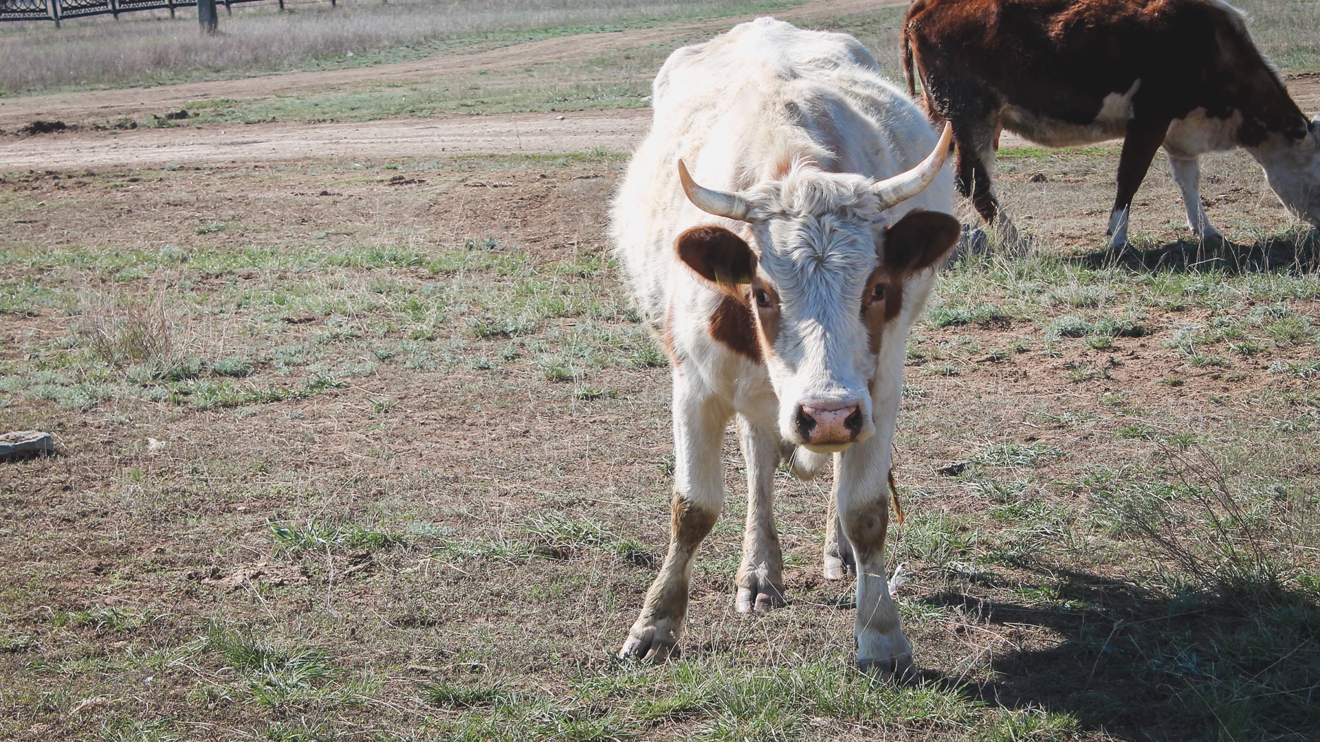 Ломают ограды, чешут рога об кресты: коровы пасутся на кладбище в Нижнем Тагиле