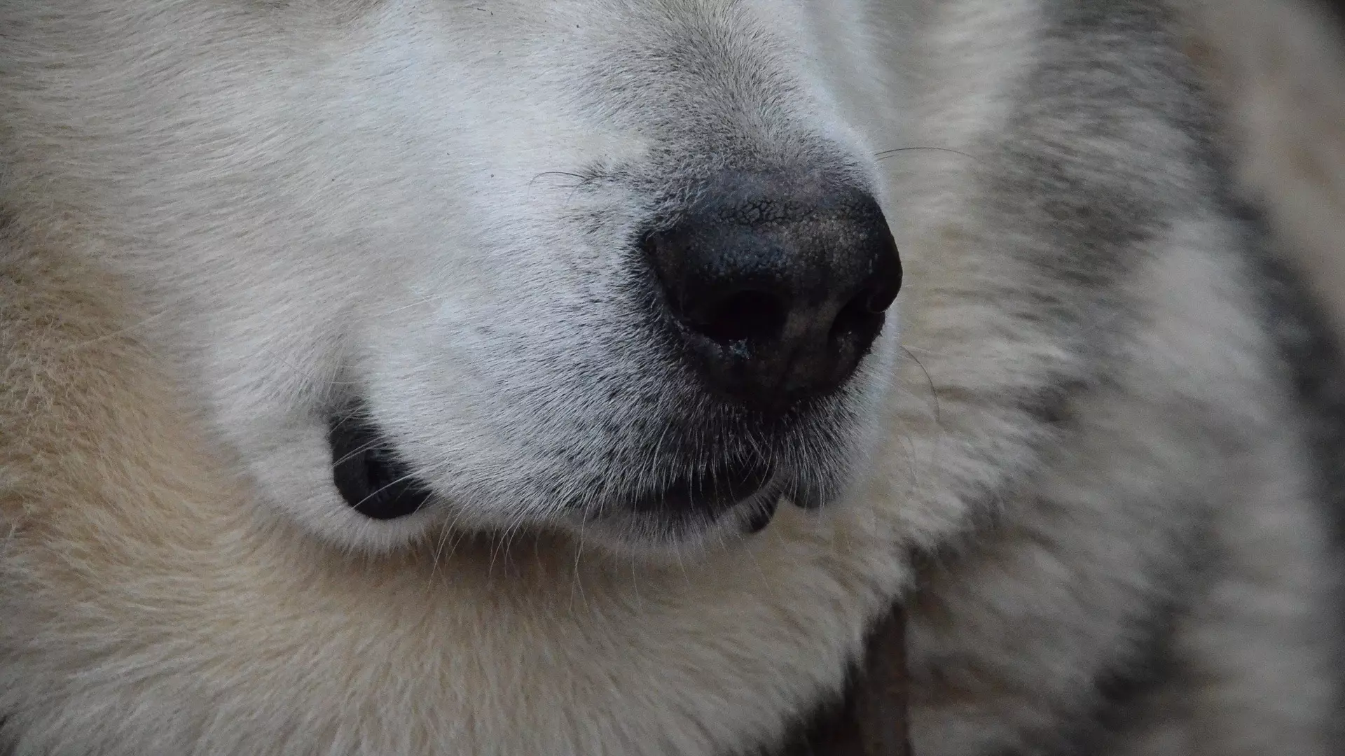 Десятки породистых псов насмерть замерзли в питомнике под Екатеринбургом
