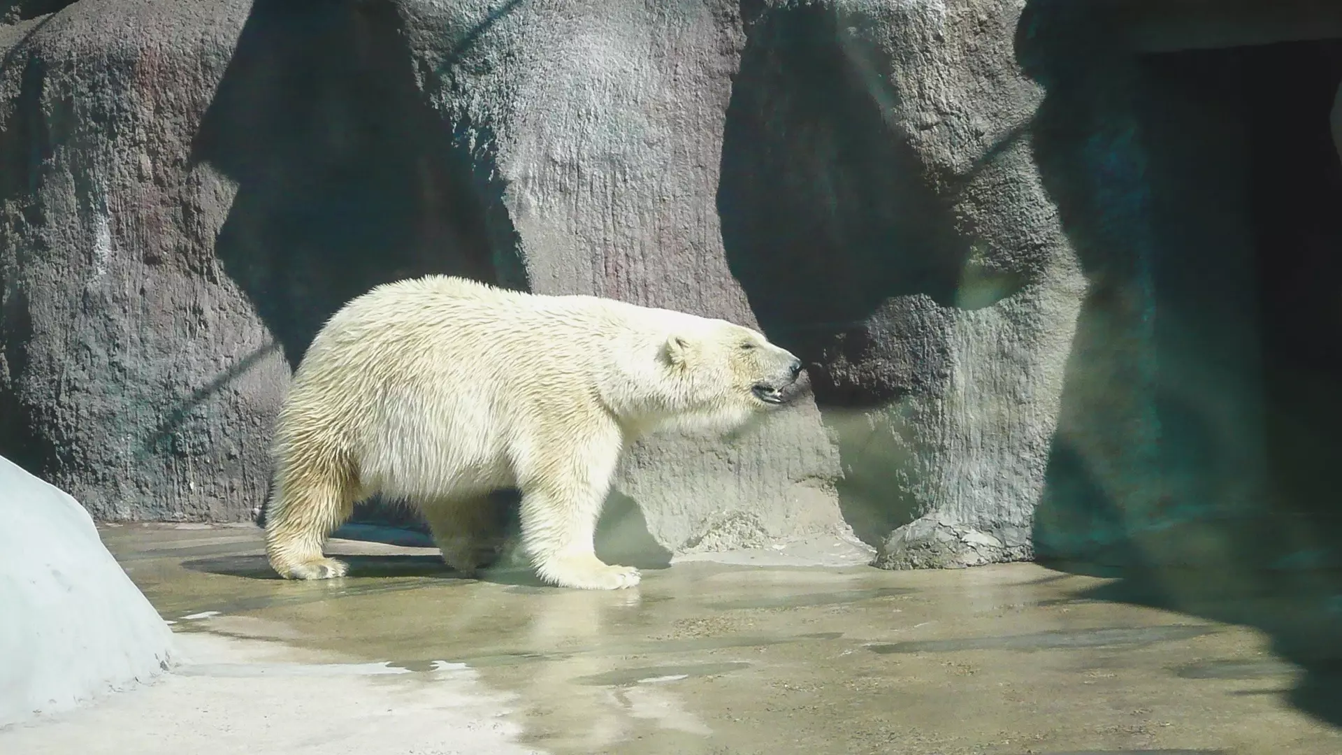 Аномальный снегопад в Ижевске радует белых медведей в зоопарке