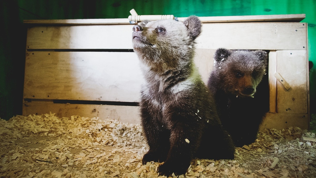 Лосей, косуль и бурых медведей разрешили убивать в Свердловской области
