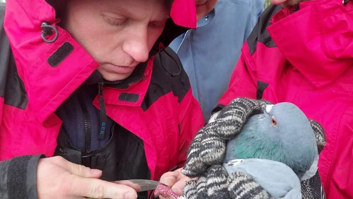 В Нижнем Тагиле спасатели достали с дерева птицу