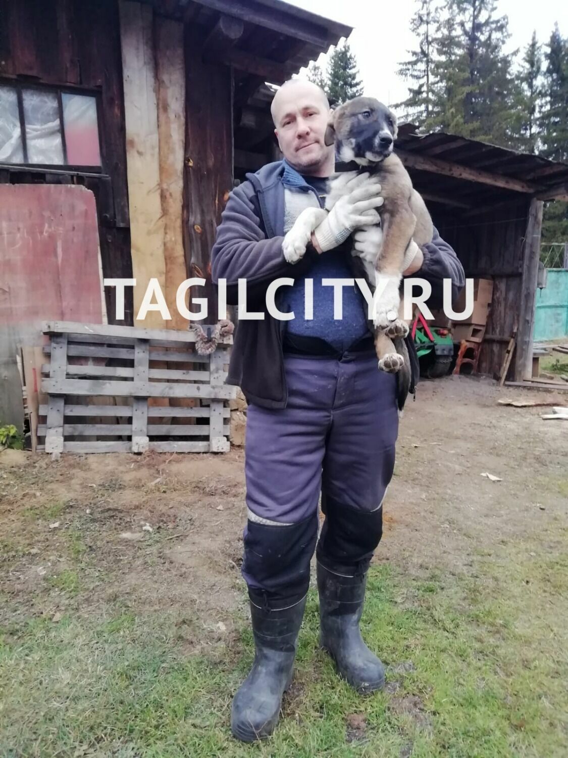 Собаку застрелили в Черноисточинске