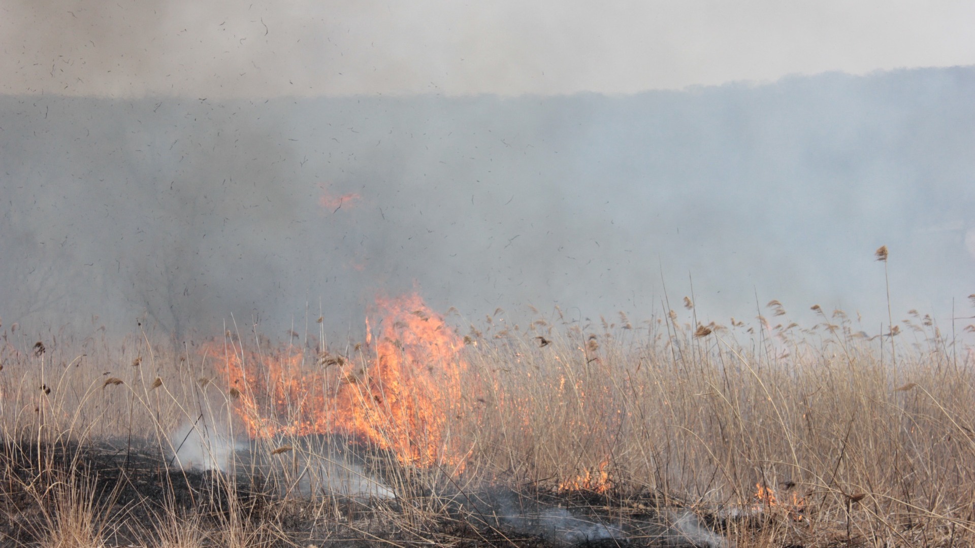 Штормовое предупреждение из-за лесных пожаров объявлено в Свердловской области