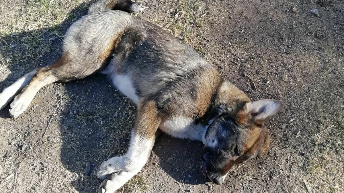 Неизвестный застрелил щенка алабая у частного дома в Черноисточинске