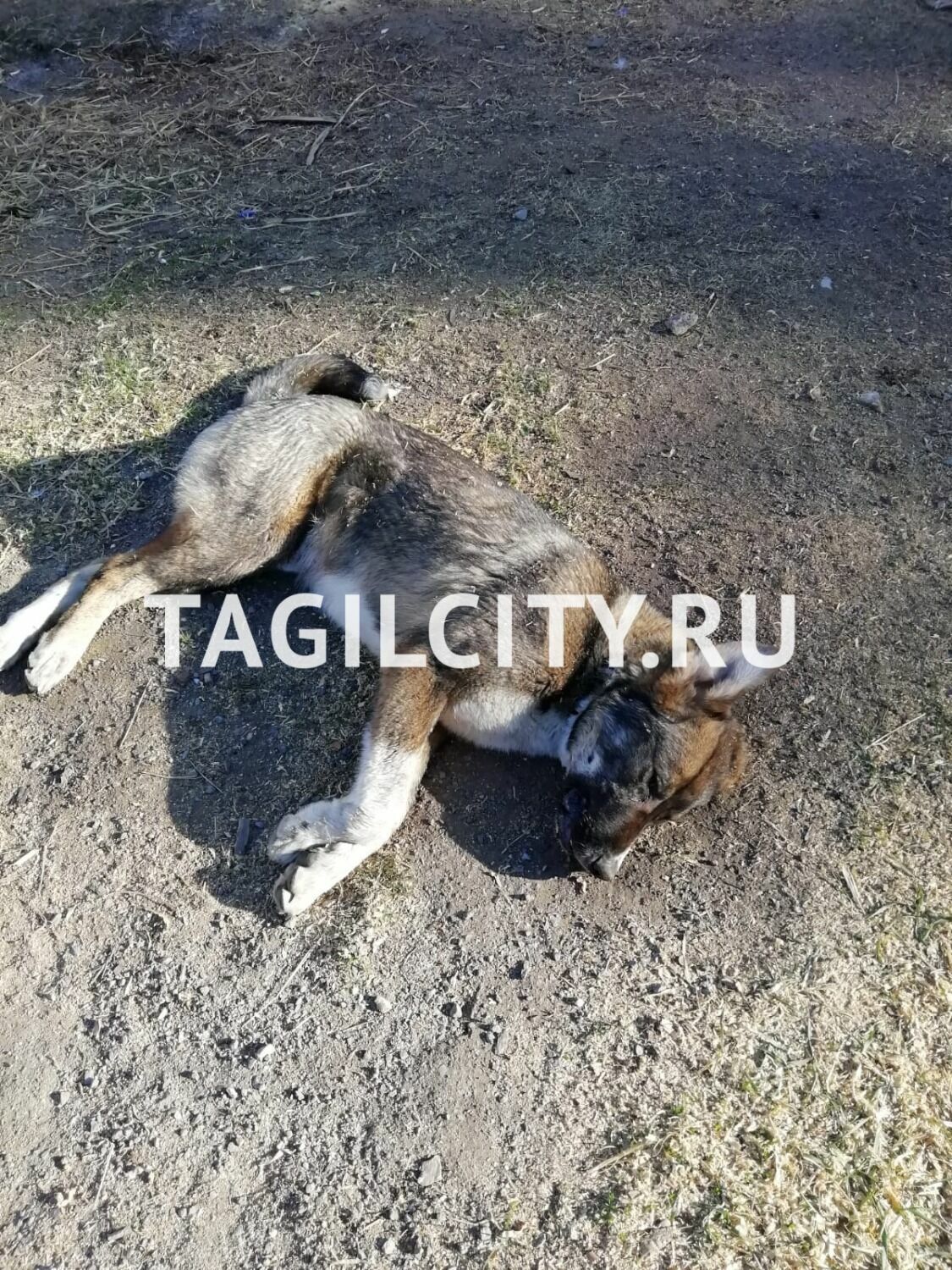 Мужчина убил собаку в Черноисточинске