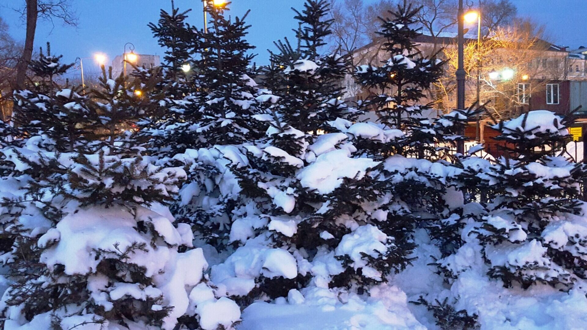 Климат в нашем городе суровый морозы начинаются. Срубленные елки. Сибирские Морозы в новый год в Москве. Владивосток Морозы. Погода на декабрь.
