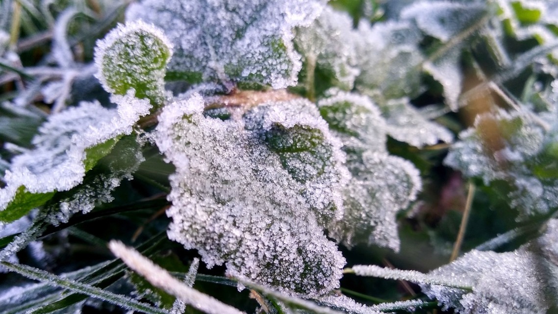 На смену жаре в Свердловской области придут заморозки