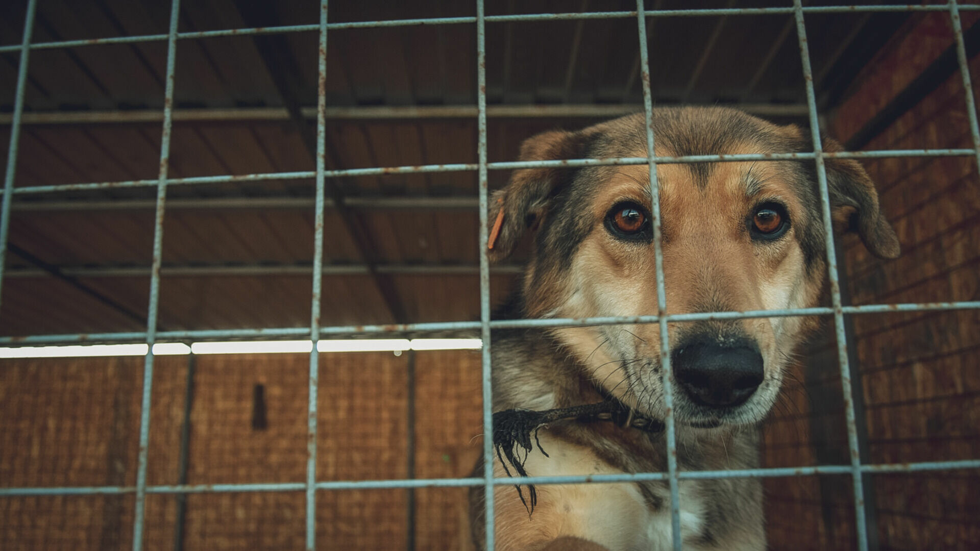 В Свердловской области общественники обвинили хозяев собачьего приюта в жестокости