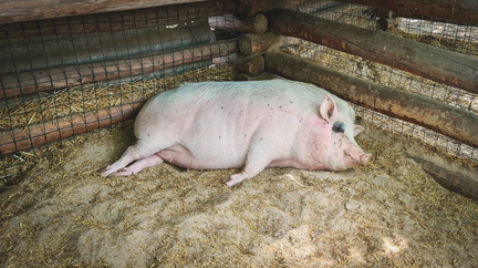 В колониях Нижнего Тагила обнаружены два очага африканской чумы свиней