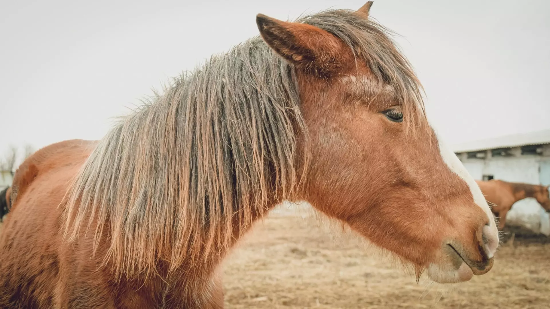Лошадь в Нижнем Тагиле взбесилась и чуть не сбросила с себя наездницу
