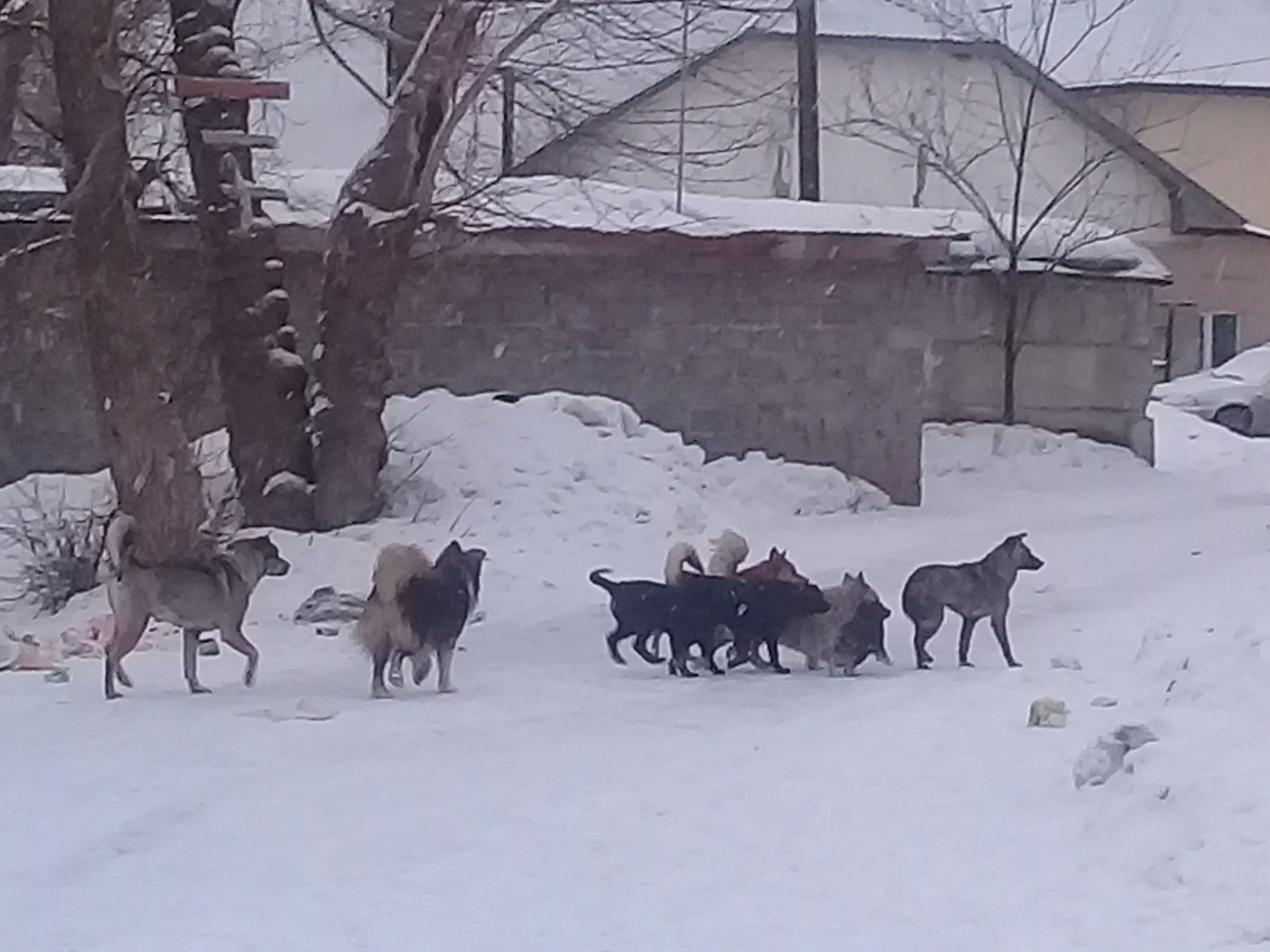 Второклассник в Свердловской области спас пятерых замерзающих щенков