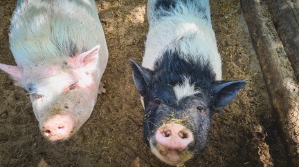 Режим ЧС из-за вспышки африканской чумы свиней введен в Свердловской области