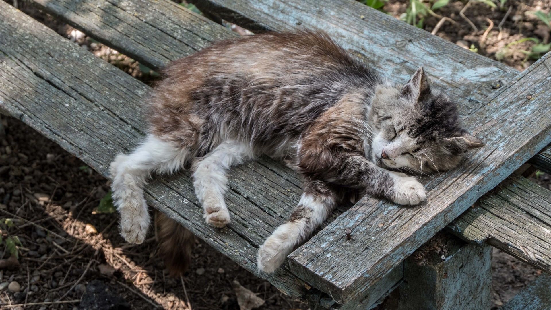 Спасти рядового Пушистика: котики с Донбасса ищут новый дом в Нижнем Тагиле