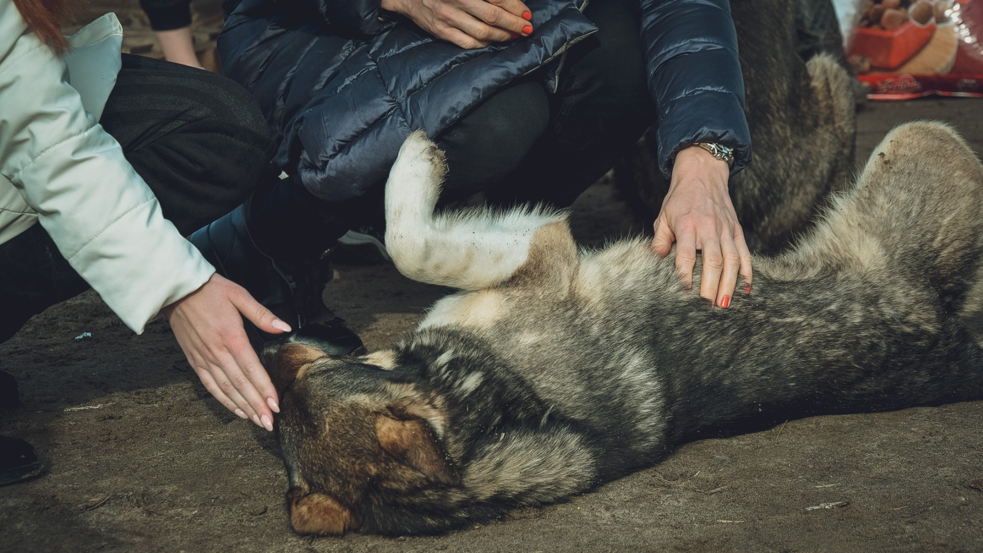 30 собак без еды заперла в вагончике жительница Екатеринбурга