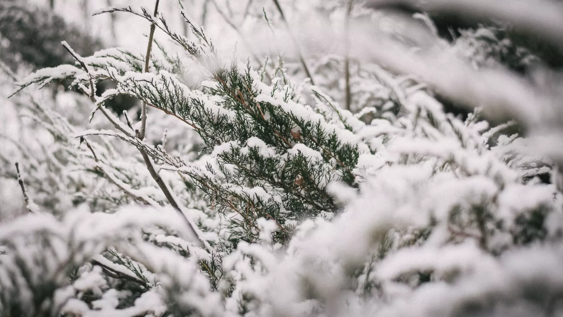 Подорожание живых елок ожидается в России к Новому году