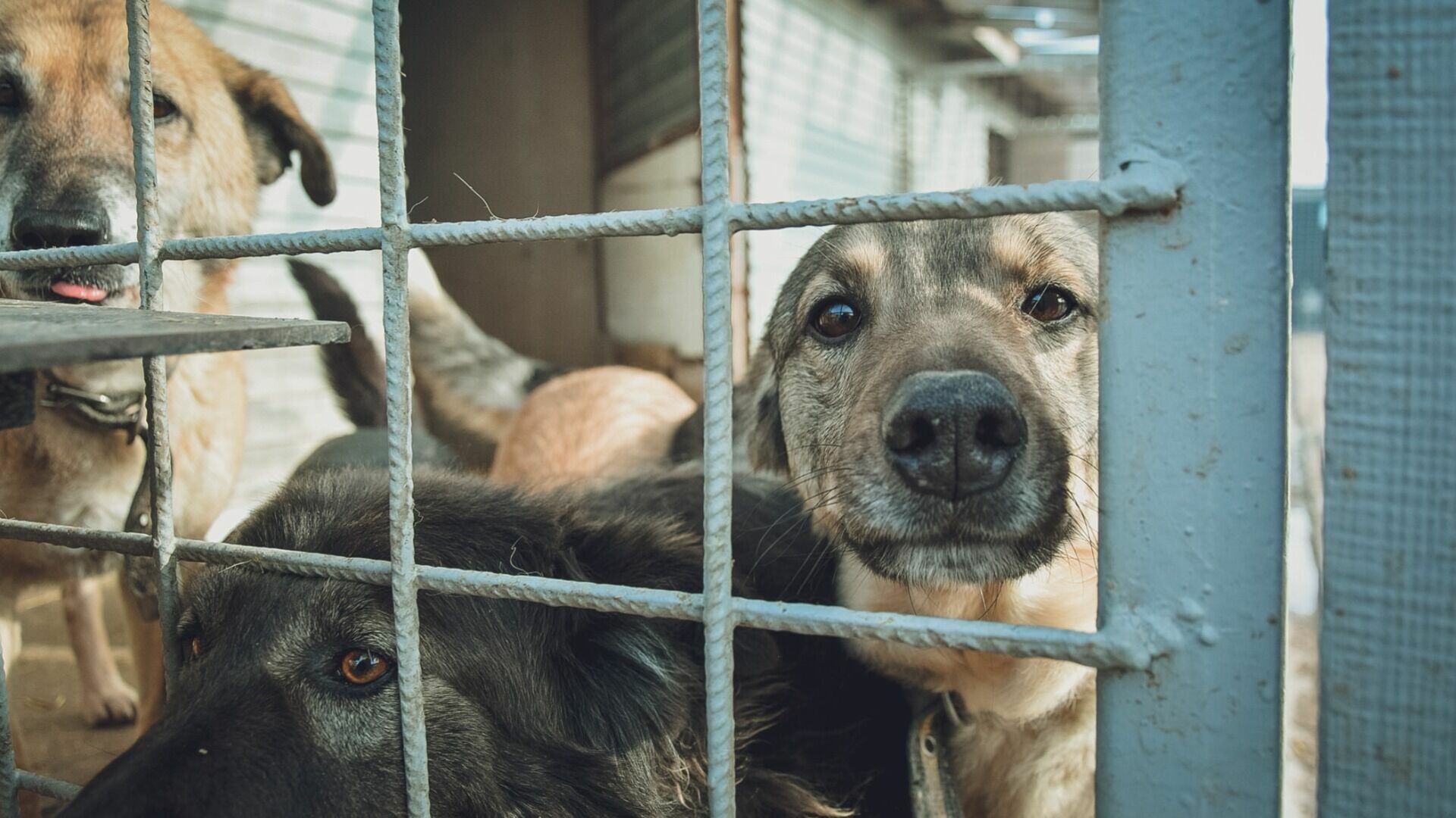 3,4 миллиона выделено на отлов бродячих собак в Нижнем Тагиле