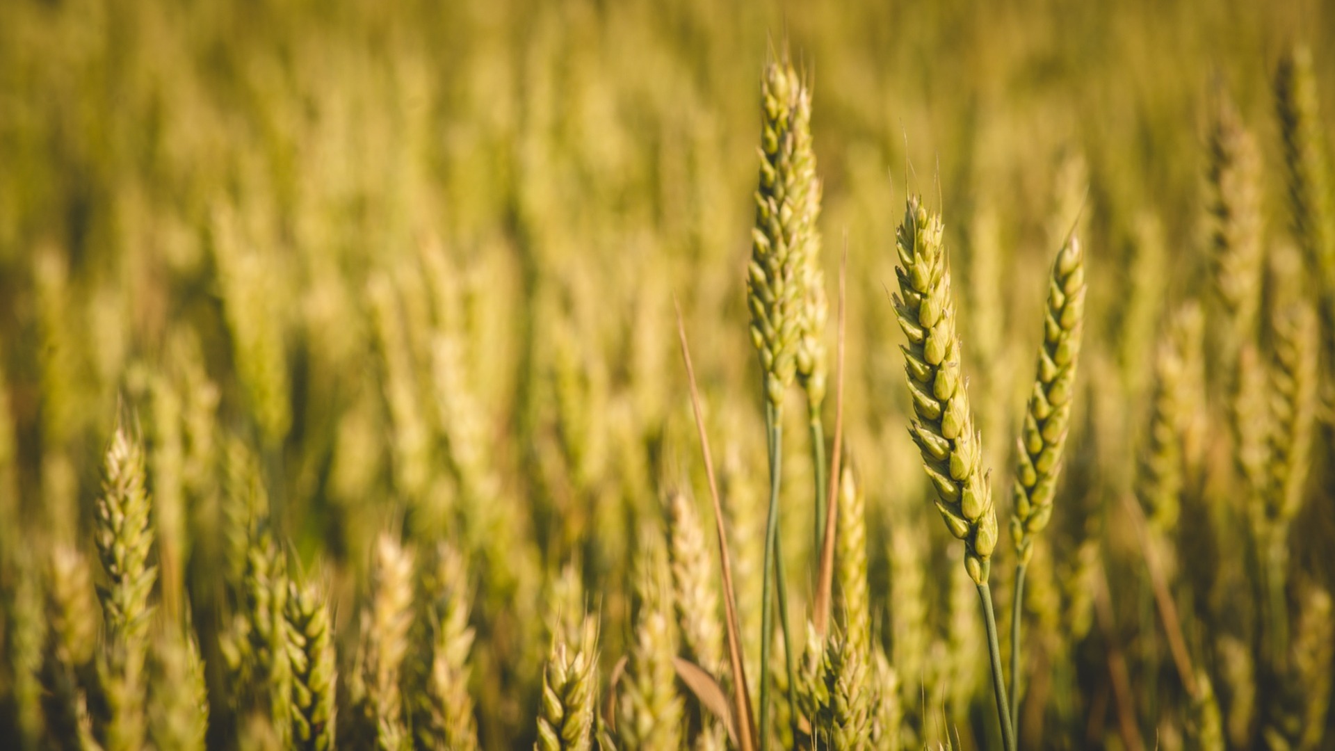 Курганский фермер отсудил более 7 млн рублей за пропавший урожай пшеницы