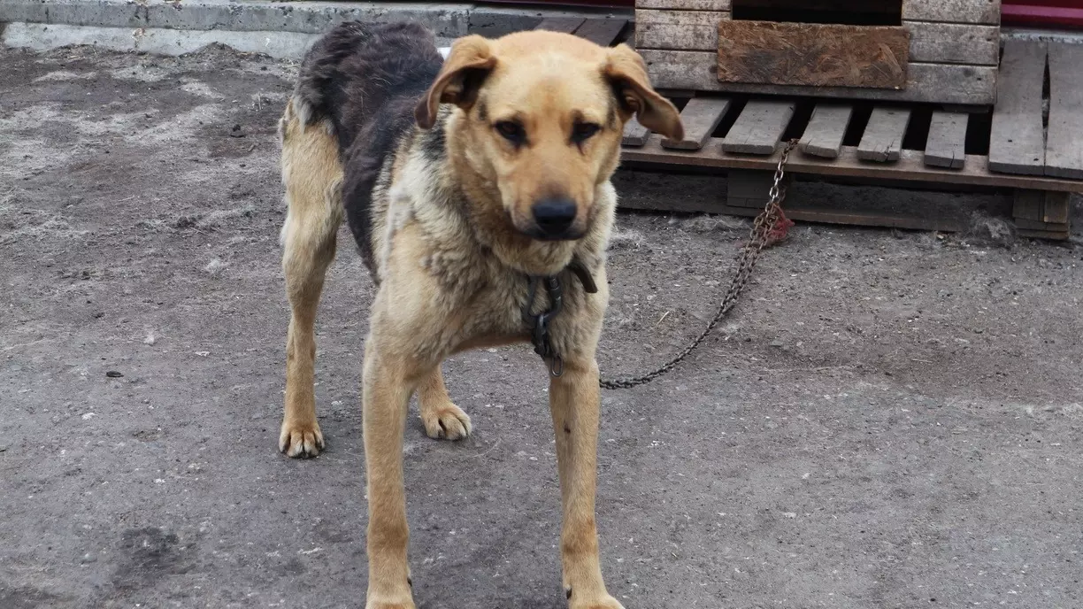 Жители Екатеринбурга спасли тонущую собаку
