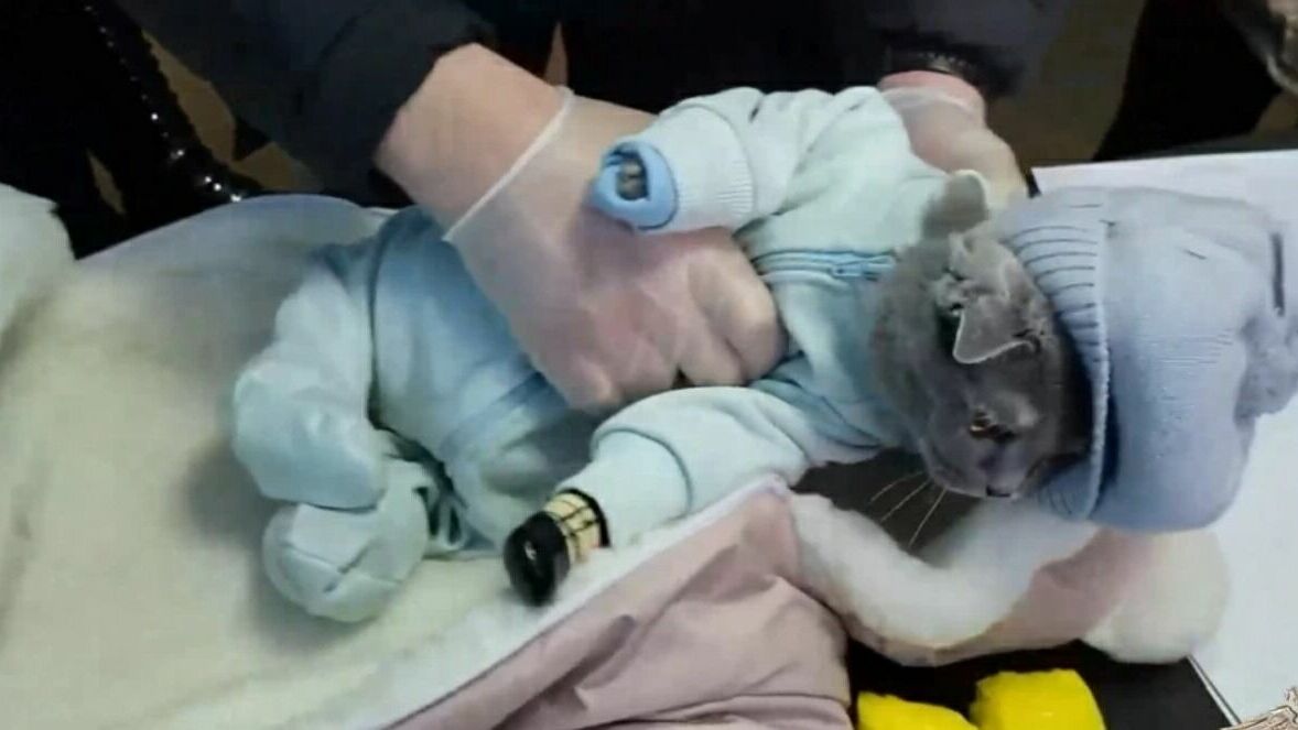 Закладчица в Нижнем Тагиле спрятала наркотики с котом в детскую одежду