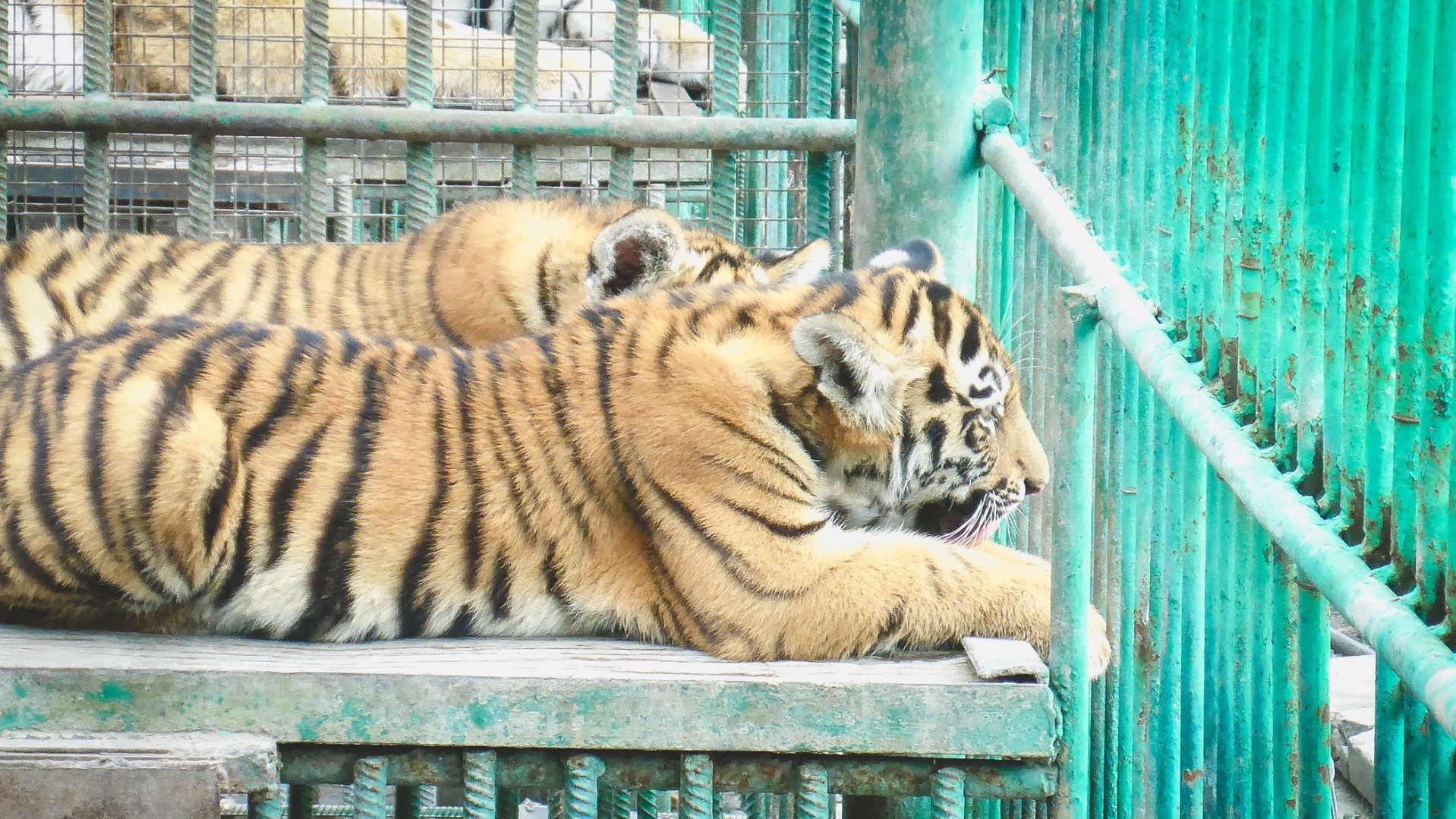 В екатеринбургском цирке нашли нарушения в содержании тигров