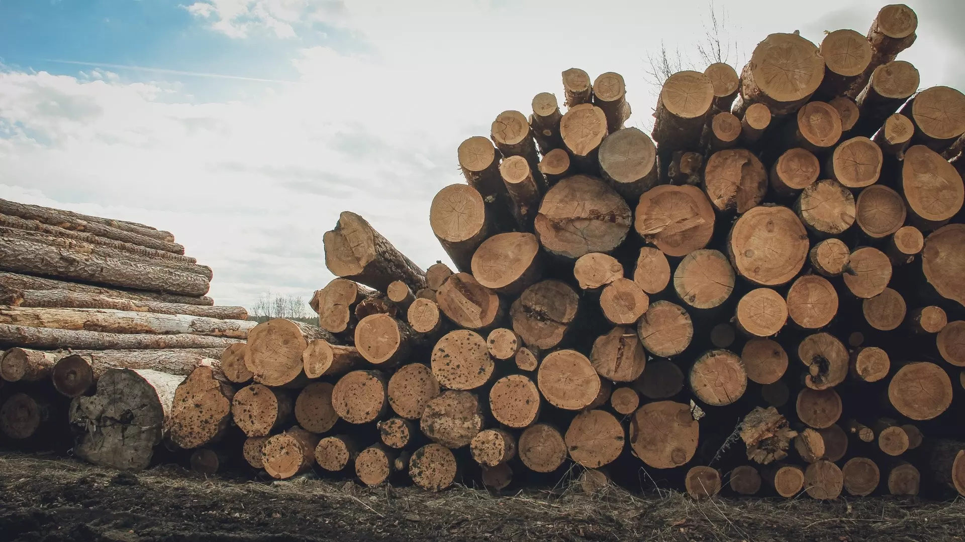 В Красноуфимске бизнесмен незаконно вырубил лес на 12 млн рублей