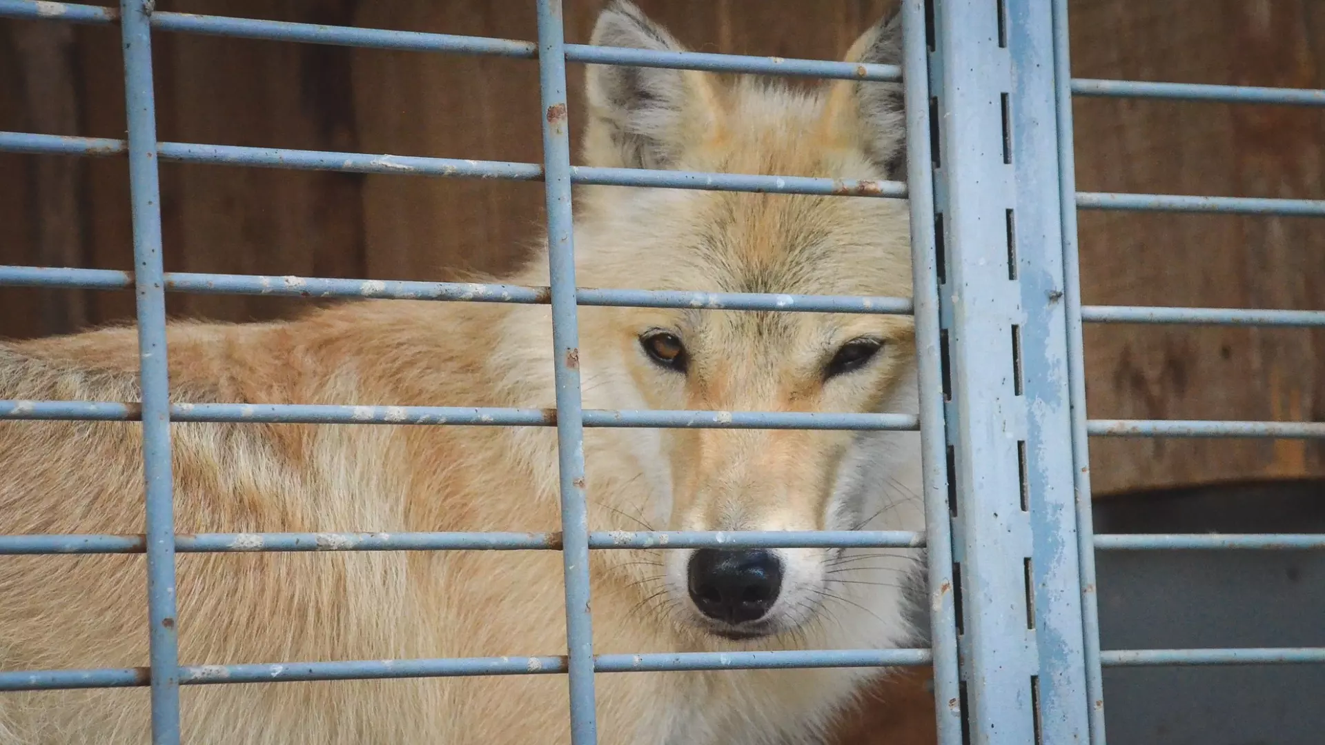 Волки загрызли собаку во дворе дома в поселке в Свердловской области