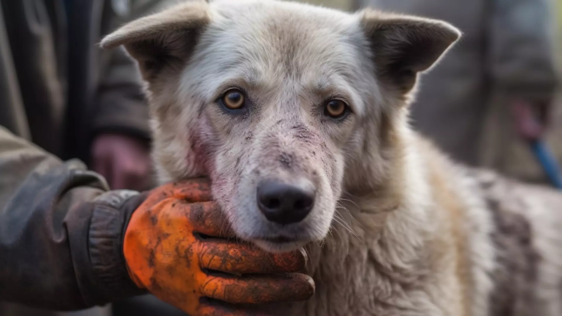 Дополнительный миллион из бюджета города требуется на отлов собак в Нижнем Тагиле