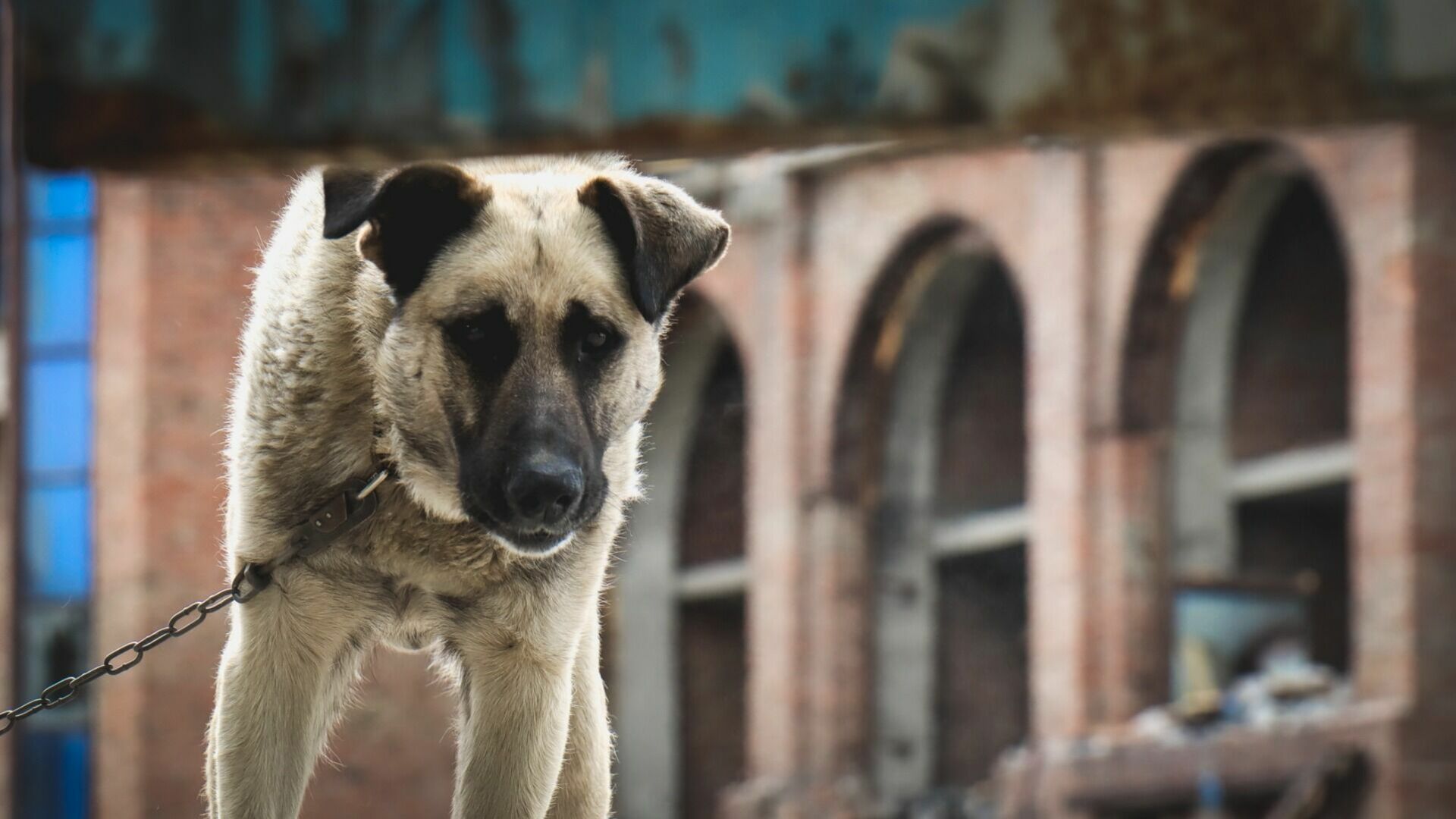 Режим повышенной готовности из-за нападений собак объявлен в Чите