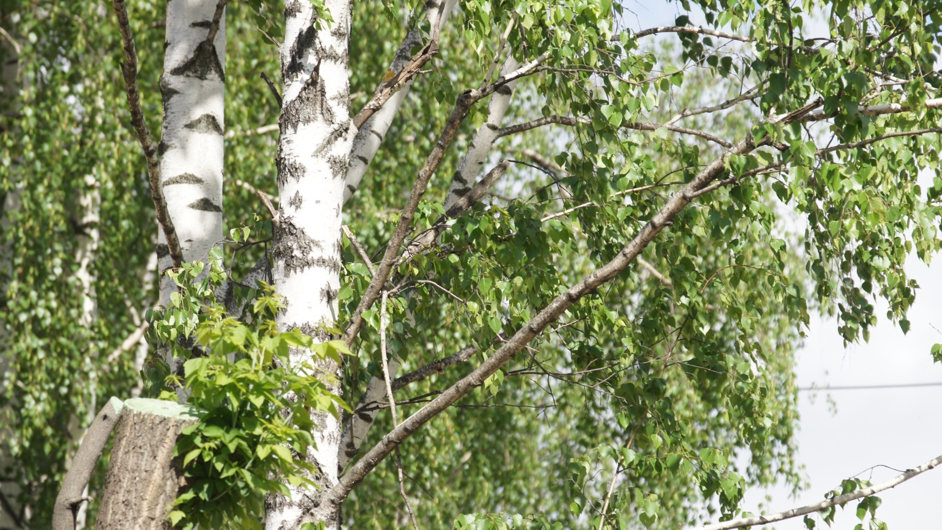 Почти 300 деревьев ради золота спилил житель Краснотурьинска