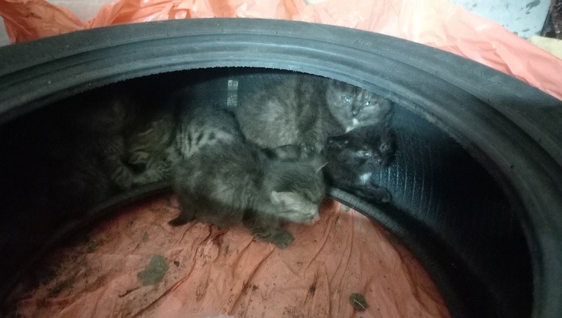 Маленьких котят с гноящимися глазами нашли в гараже жители Нижнего Тагила