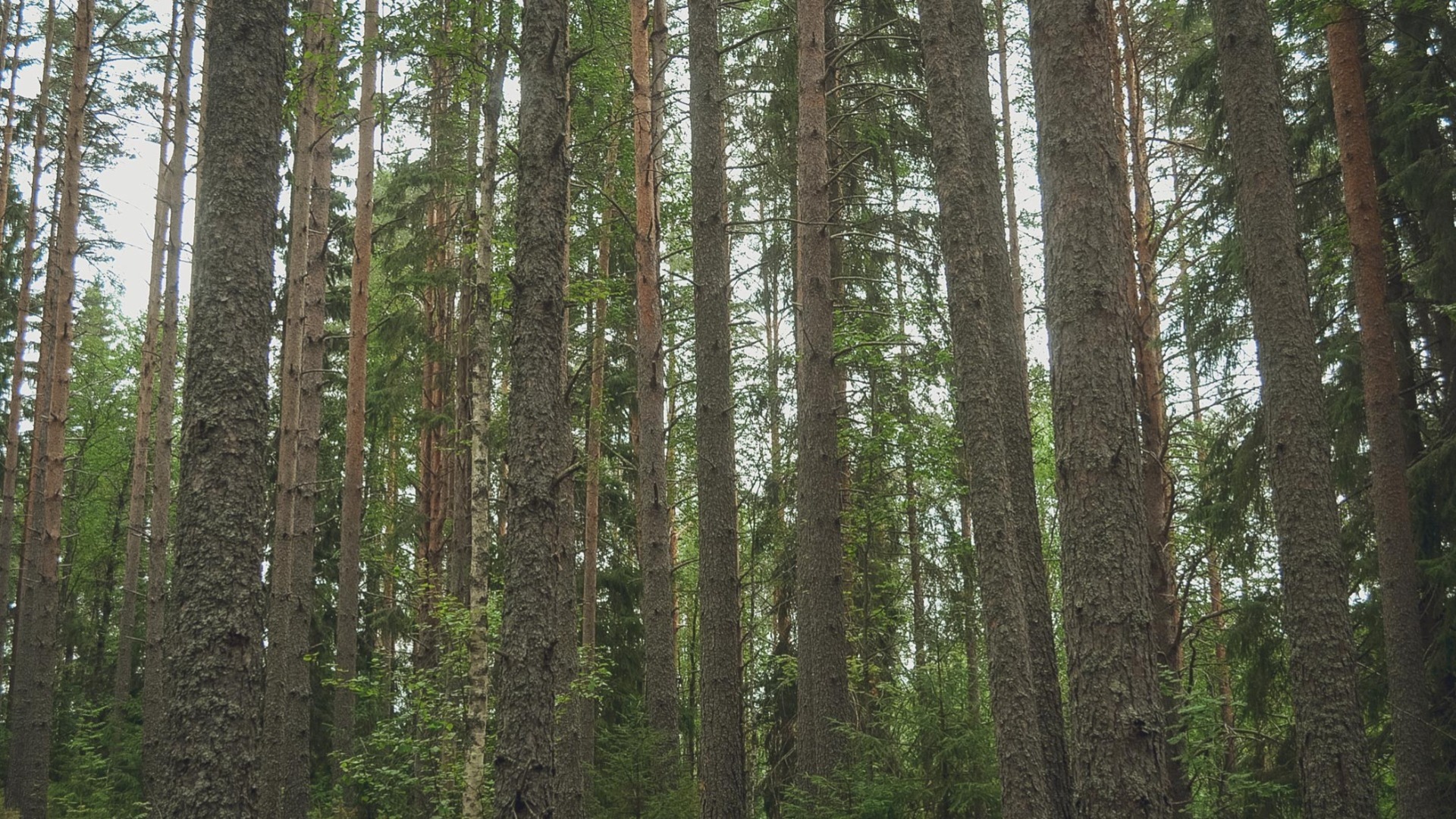 В лесах Нижнего Тагила высадят 600 тысяч сосен для восстановления леса
