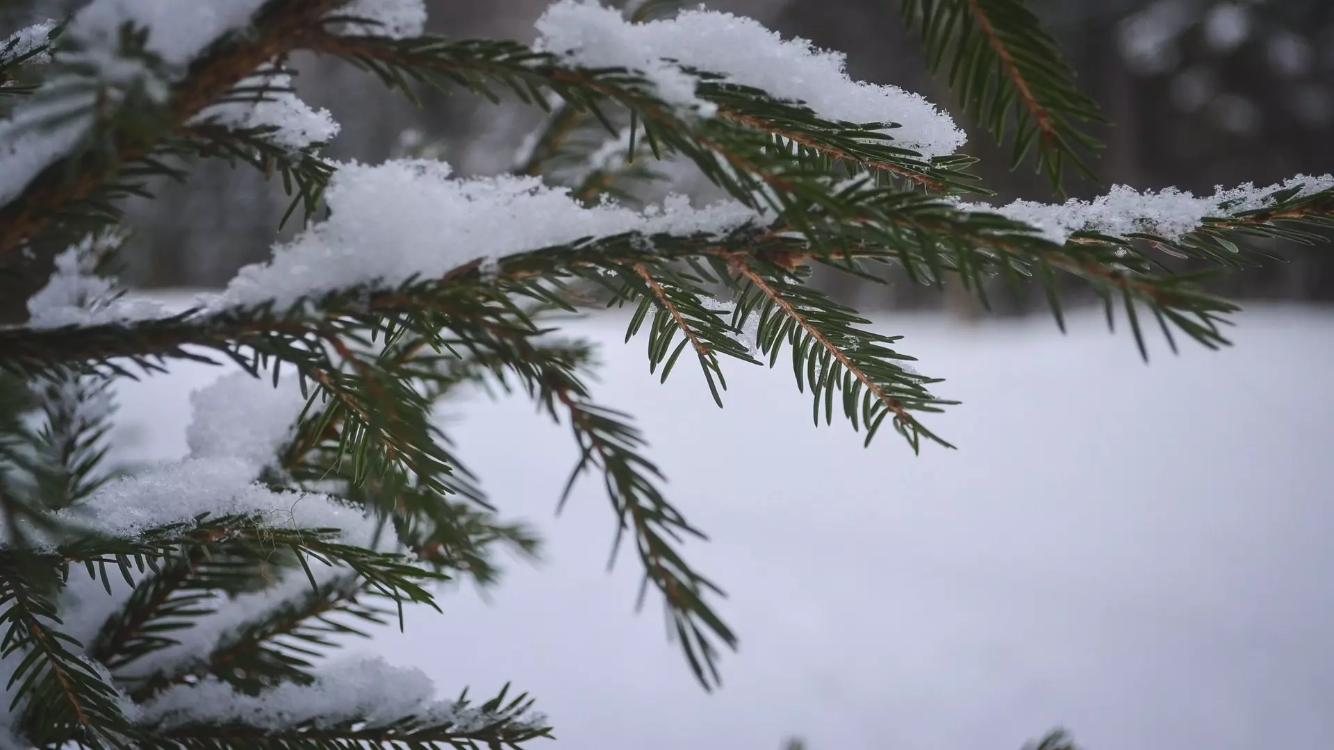 Первые полтора месяца зимы в Екатеринбурге стали самыми холодными с 2009 года