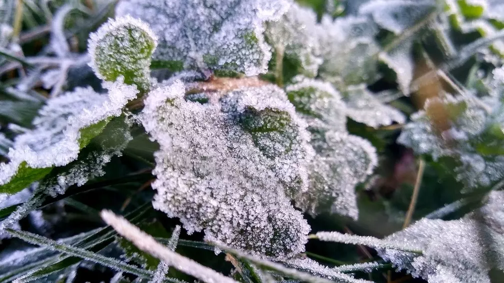 Уральский гидрометцентр предупредил свердловчан о заморозках до -2 градусов