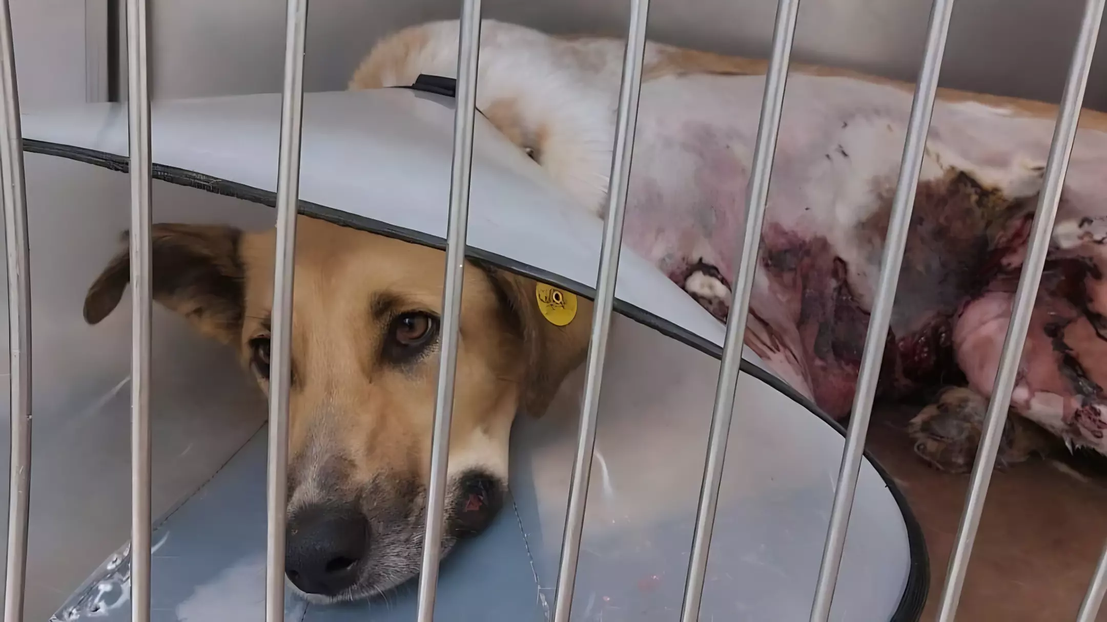 Собака в Екатеринбурге пострадала от брошенной в нее петарды