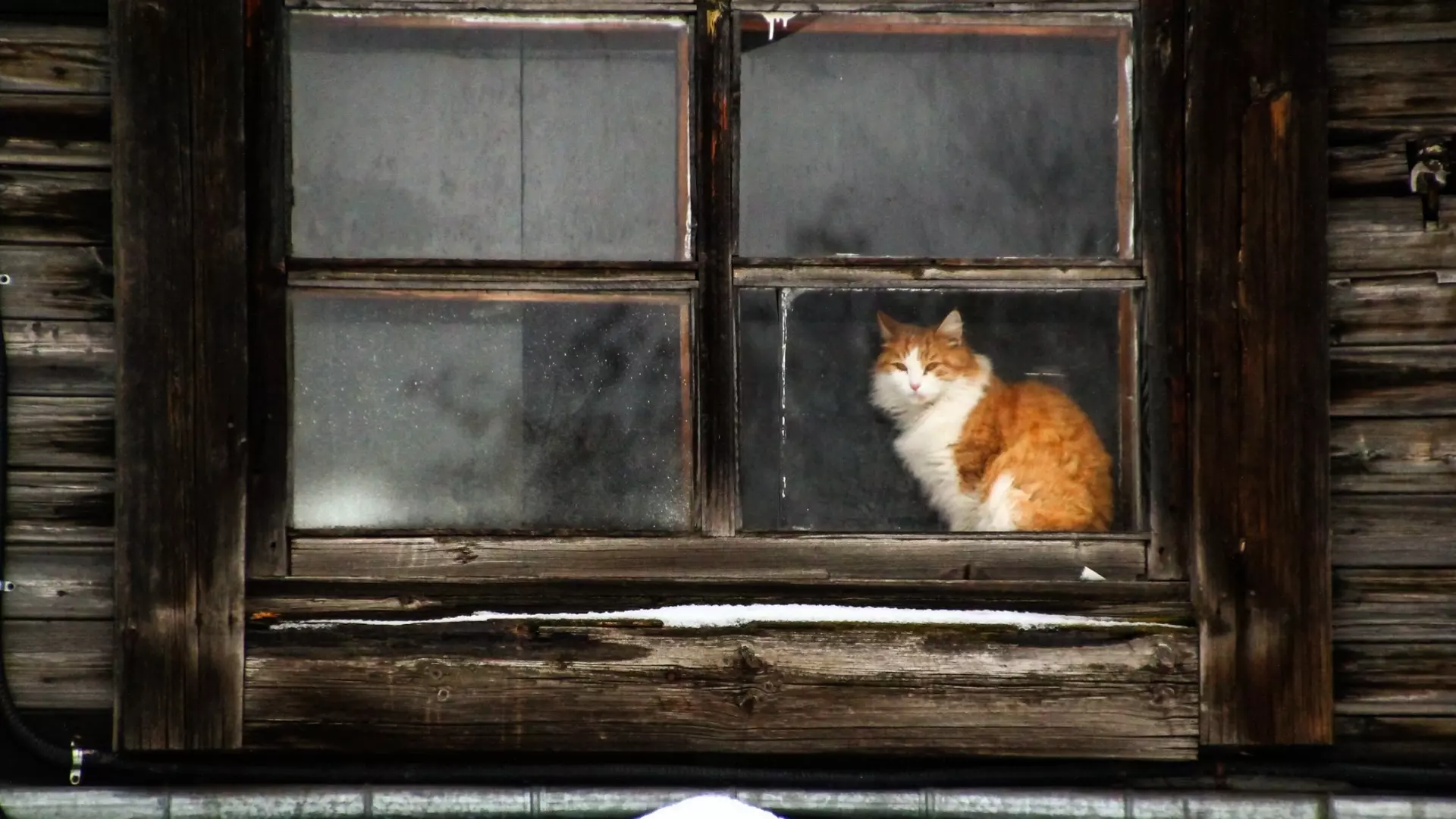 Девушке отказывают в просьбе взять кота в Екатеринбурге из-за мышей
