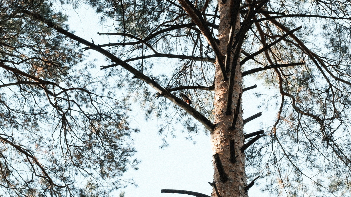 Рабочий на лесоповале под Сухим Логом скончался после падения дерева на голову