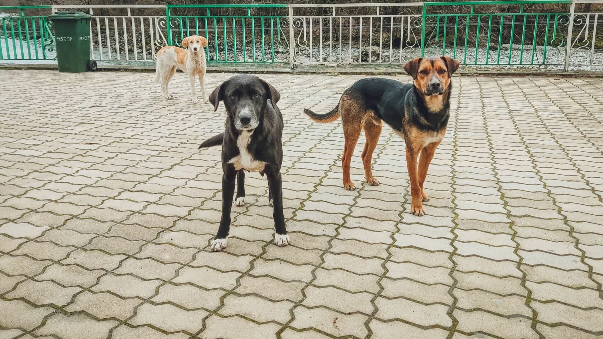 Спасти шесть бездомных собак от опасной инфекции пытается житель Екатеринбурга