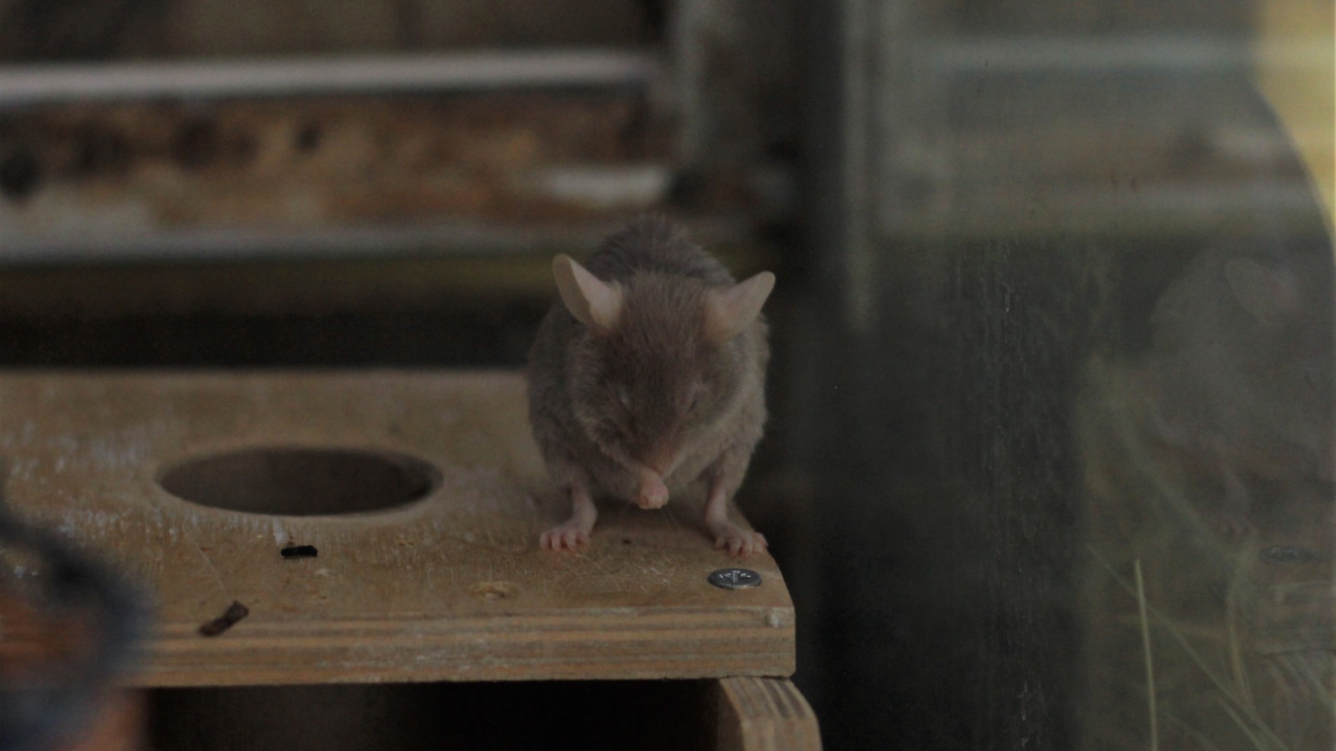 В Алапаевске жители старого дома пожаловались на разруху и крыс