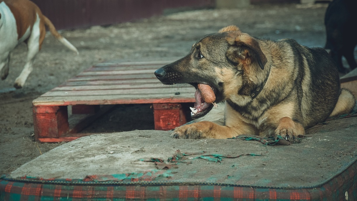 Хозяин собаки заплатит 50 тысяч рублей за покусанного ребенка в Свердловской области