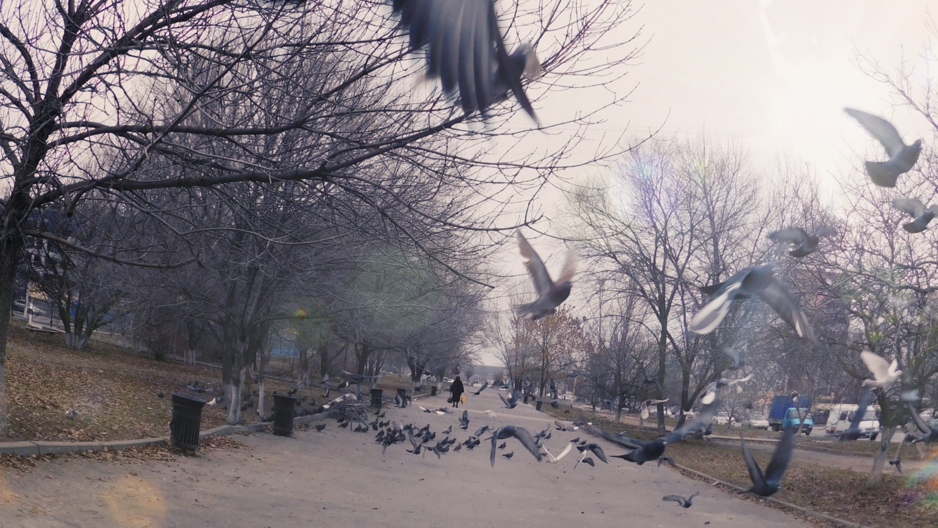Жители Екатеринбурга на ВИЗе нашли несколько десятков мертвых птиц во дворе