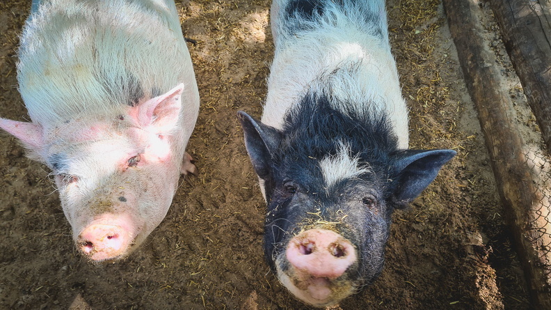 Карантин по африканской чуме свиней отменен в колониях Нижнего Тагила
