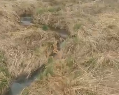 Фекалии через поля стекают в реку Лайка с агрокомплекса «Горноуральский» под Тагилом